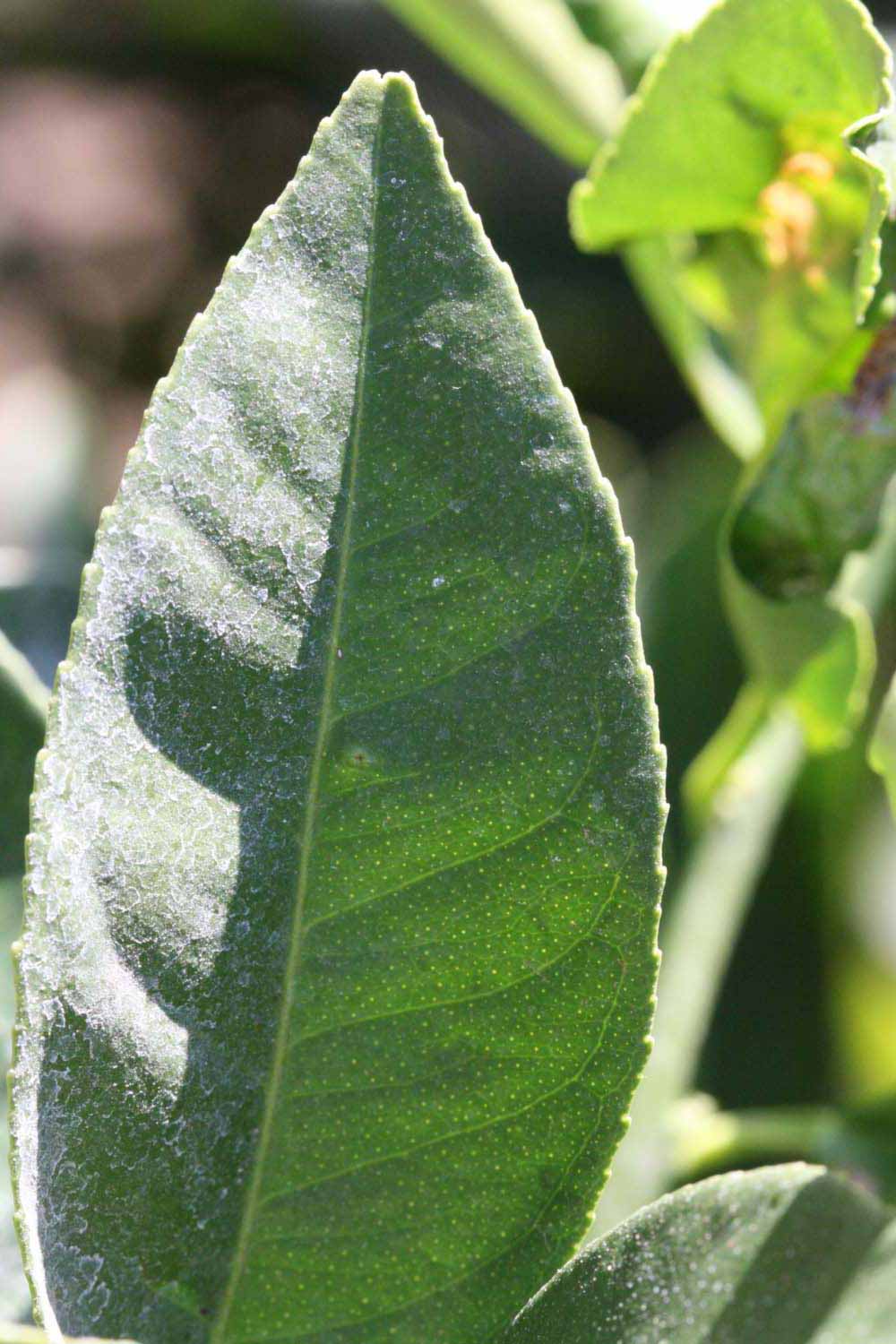              Margin (Riverside, CA)       